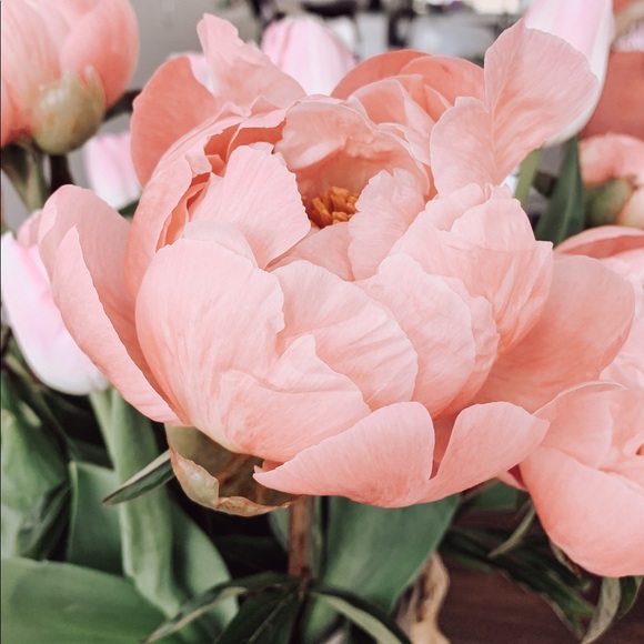 penniesnpeonies